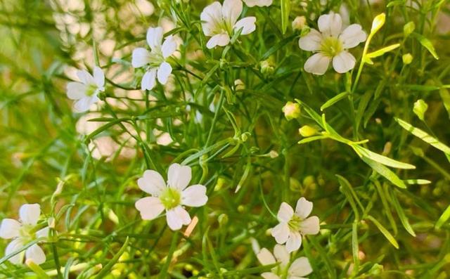 满天星植物图片，盆栽满天星 越冷越爱开