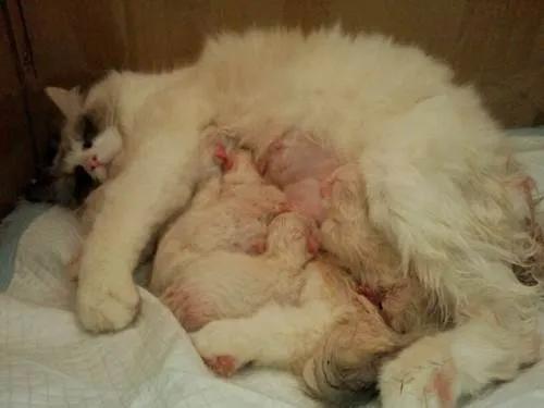 母猫怀孕的症状（如何判断猫咪怀孕和备孕步骤）(2)