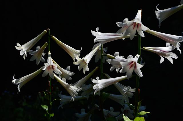 百合花图片大全（百事合意 万事顺心）(91)