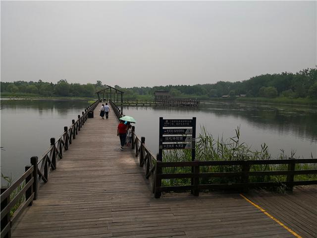 溱湖国家湿地公园（自驾游江苏 5二游溱湖国家湿地公园）(39)