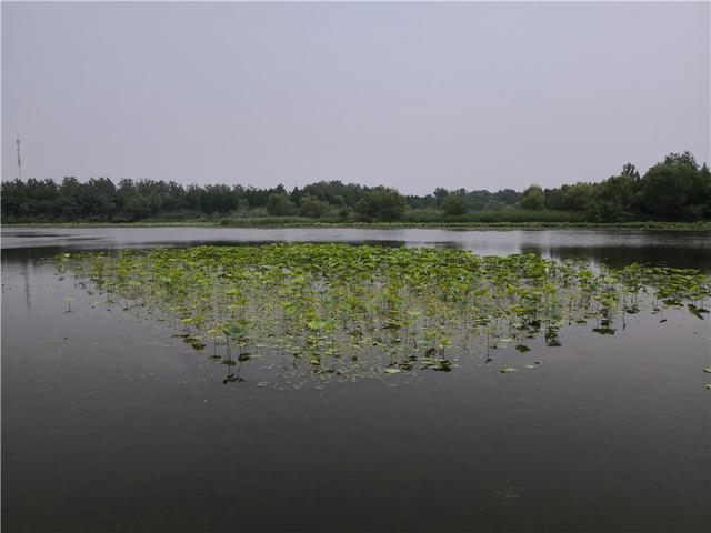 溱湖国家湿地公园（自驾游江苏 5二游溱湖国家湿地公园）(41)