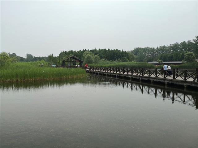 溱湖国家湿地公园（自驾游江苏 5二游溱湖国家湿地公园）(43)