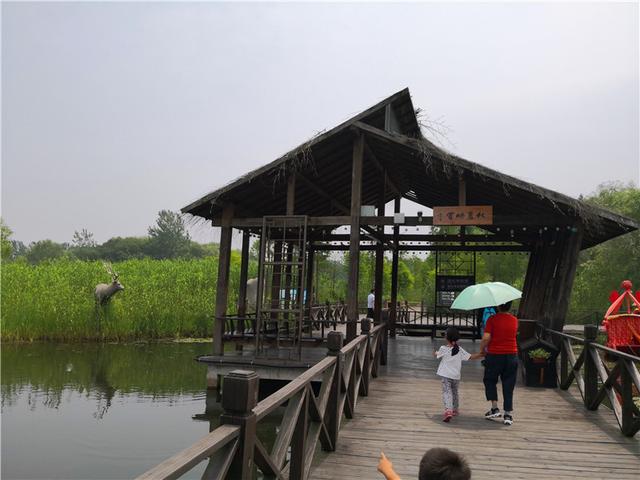 溱湖国家湿地公园（自驾游江苏 5二游溱湖国家湿地公园）(44)