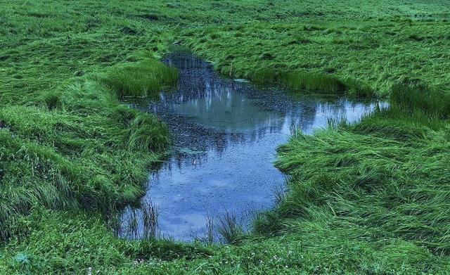 府河湿地公园攻略（武汉又一小众景点走火）(7)