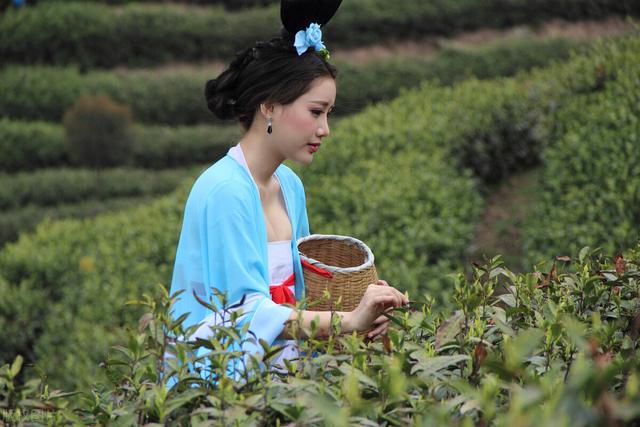中国名茶排行榜前十名（中国十大茶叶应该如何排名）(1)