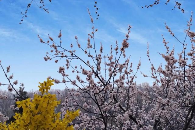 北京必去的地方（人少景美 8个春天北京登高好去处）(8)