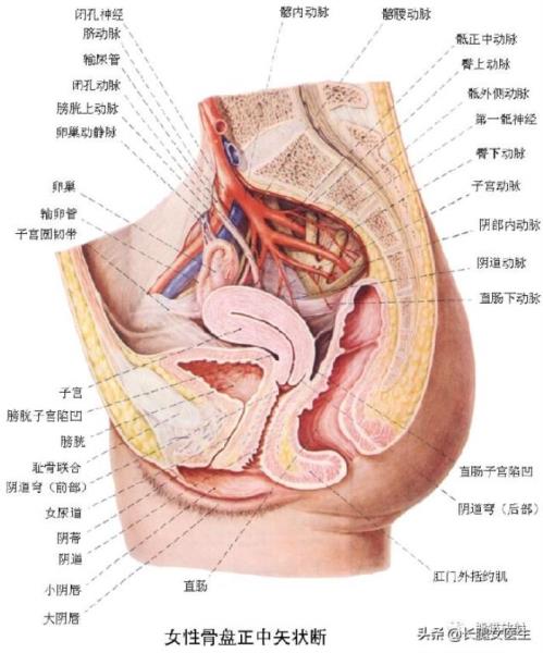 女性生殖器官图片（女性生殖系统解剖分享）(1)