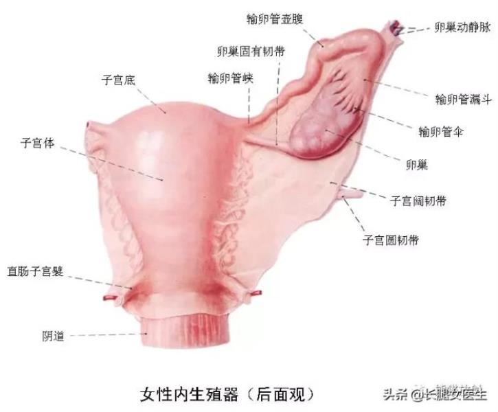 女性生殖器官图片（女性生殖系统解剖分享）(2)