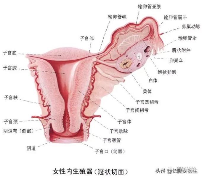 女性生殖器官图片（女性生殖系统解剖分享）(3)