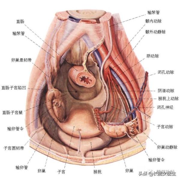 女性生殖器官图片（女性生殖系统解剖分享）(4)