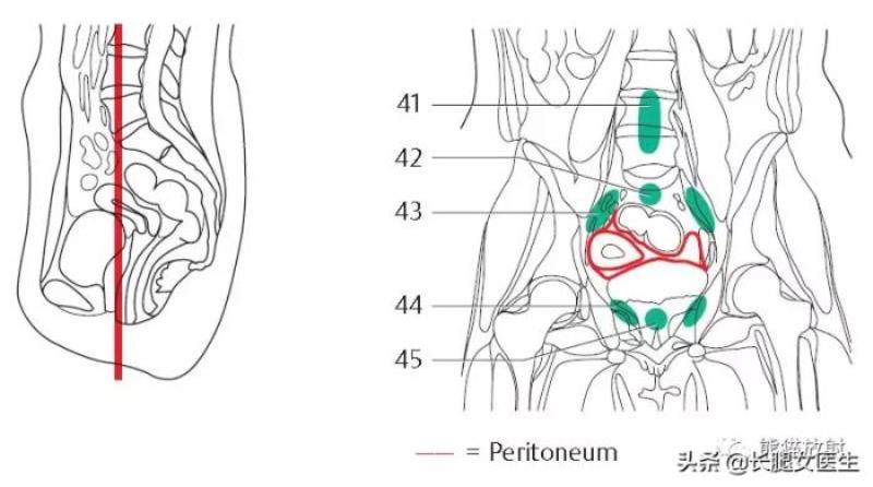 女性生殖器官图片（女性生殖系统解剖分享）(7)