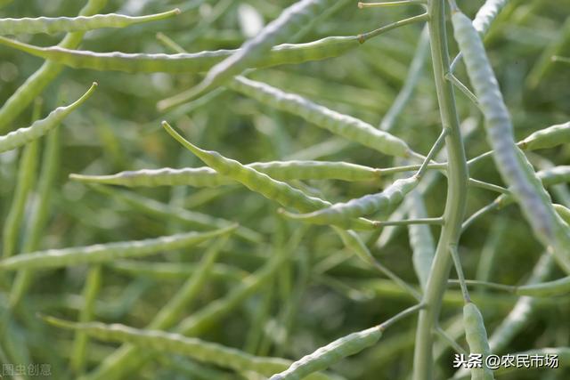 油菜花有什么特点（油菜植物学特征 这些知识）(1)