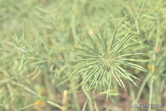 油菜花有什么特点（油菜植物学特征 这些知识）(4)