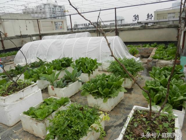 泡沫箱种菜有毒吗（泡沫箱种菜致癌没有科学依据）(2)