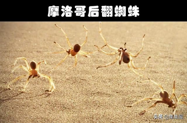 細數世界各地存在的10大奇怪的毒蜘蛛