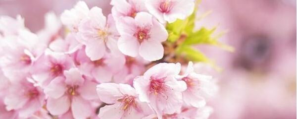 樱花花期在几月（樱花什么时候开花）(1)