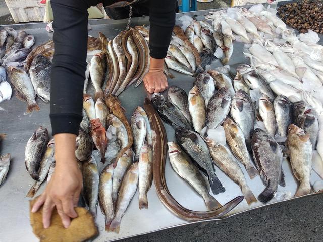 鱼类大全名称图片（中国常见的30种海鱼）(1)