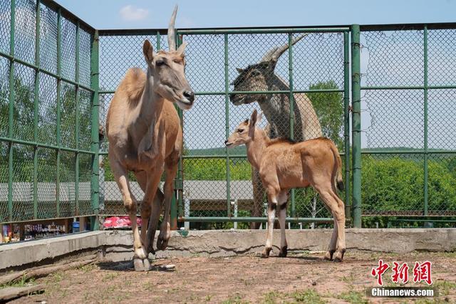 北方森林动物园（哈尔滨北方森林动物园新生动物幼崽）(2)