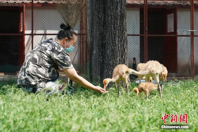 北方森林动物园（哈尔滨北方森林动物园新生动物幼崽）(3)