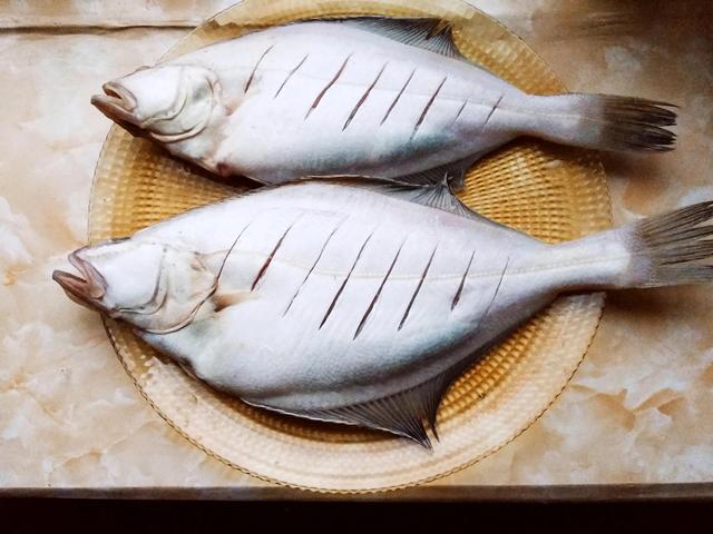 鱼类大全名称图片（中国常见的30种海鱼）(48)