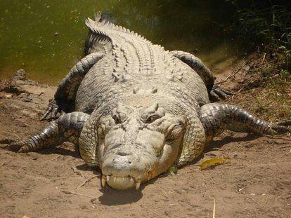 世界上最大的鳄鱼（史上最大的鳄鱼嘴巴比人体还长）(2)