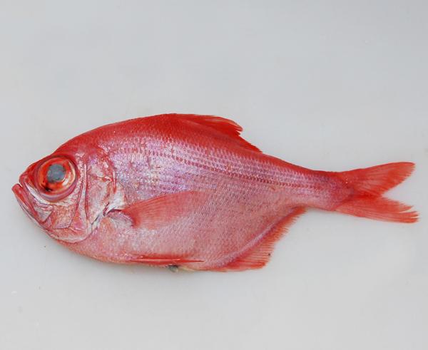 鱼的种类有哪些（最常见的50种食用鱼）(28)