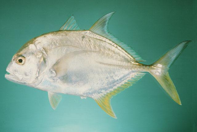 鱼的种类有哪些（最常见的50种食用鱼）(35)