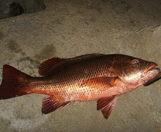 鱼的种类有哪些（最常见的50种食用鱼）(50)