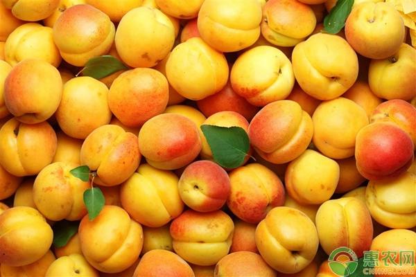 杏子什么季节成熟（杏子迎来成熟上市期）(1)