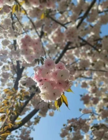 北京清明节去哪玩（清明去哪玩北京这6处小众游玩地）(5)