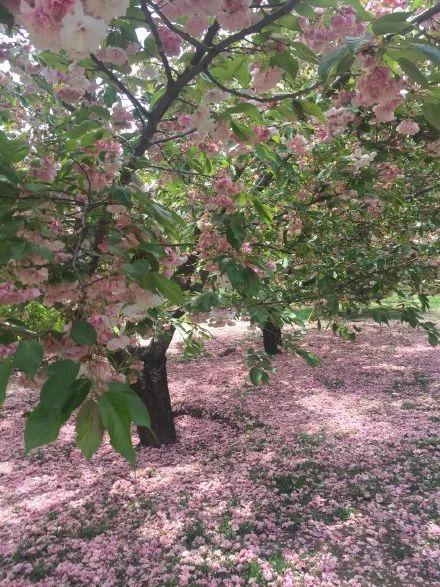 北京清明节去哪玩（清明去哪玩北京这6处小众游玩地）(6)