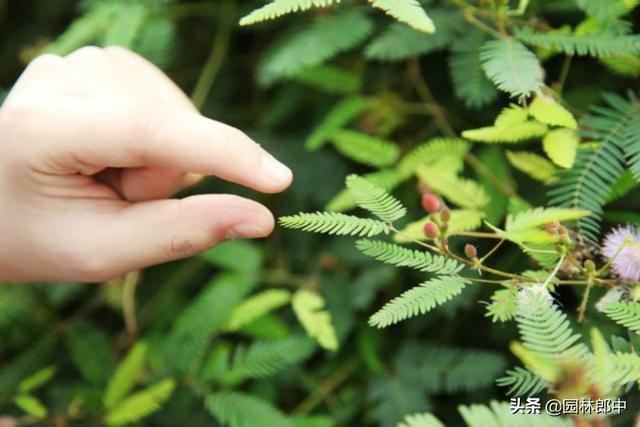 含羞草害羞的原因（为什么含羞草一碰就害羞）(5)