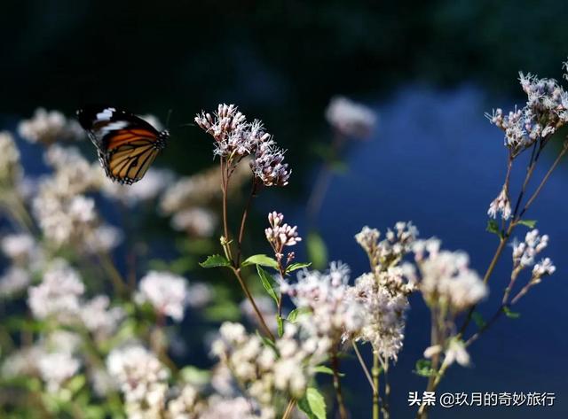 珠海香山湖公园（珠海香山湖公园的空中栈道）(12)