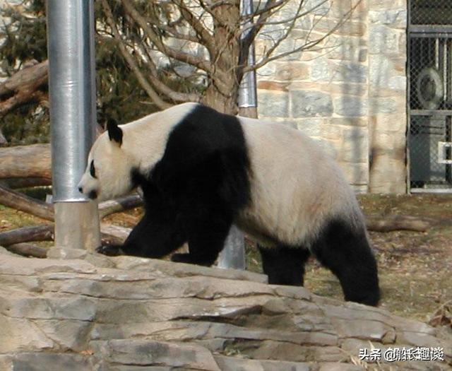 大熊猫的生活习性（大熊猫有哪些生活习性）(1)