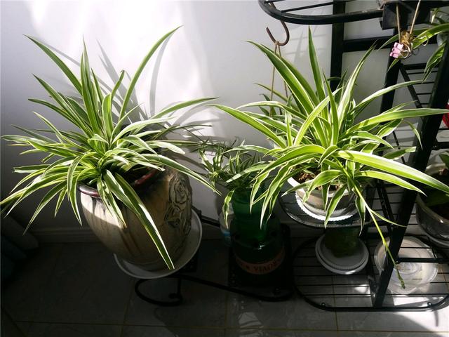 室内生长的植物（这7种绿植是空气净化小能手）(2)