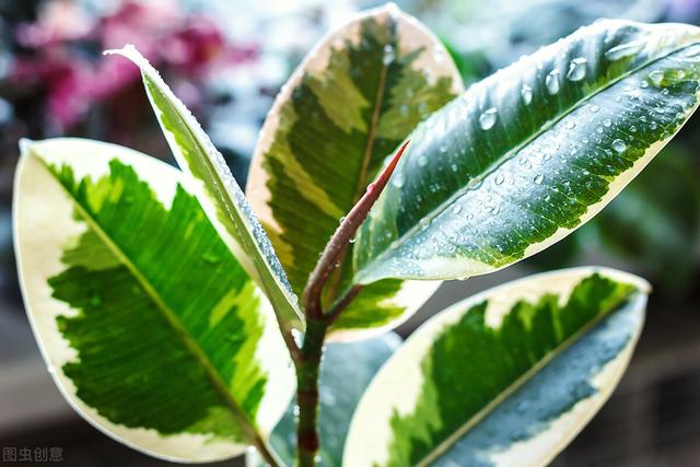 室内生长的植物（这7种绿植是空气净化小能手）(9)