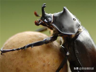 蜣螂虫的功效与作用（农村这种专门吃屎的虫）(5)