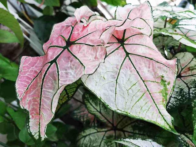 室内净化空气的植物（30种观叶植物能观赏也净化空气）(14)