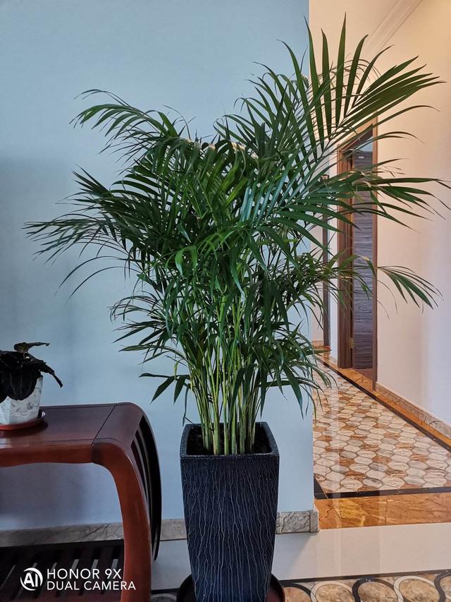 室内净化空气的植物（30种观叶植物能观赏也净化空气）(15)