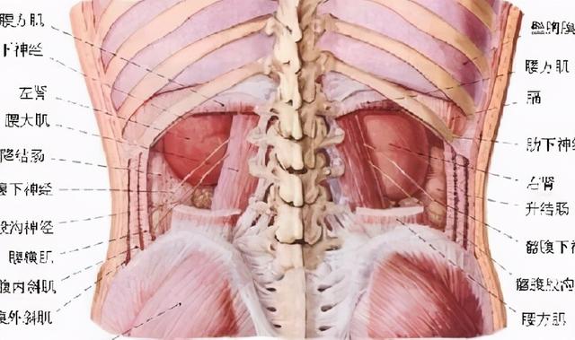 肾在哪个位置图（都说要保肾那么肾在哪里）(1)