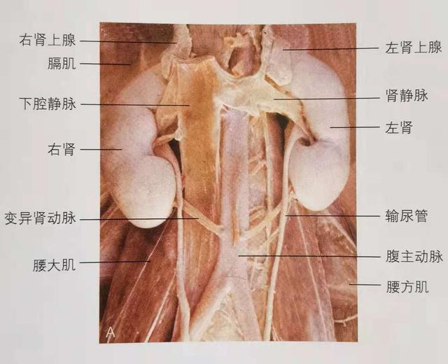 肾在哪个位置图（都说要保肾那么肾在哪里）(2)