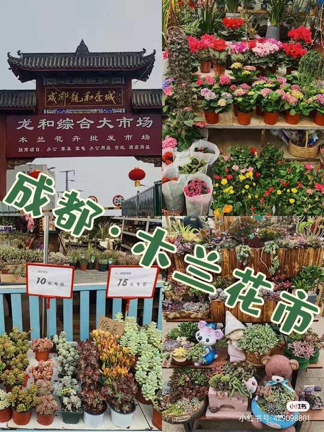 成都花市合集这5个市场超好逛(15)