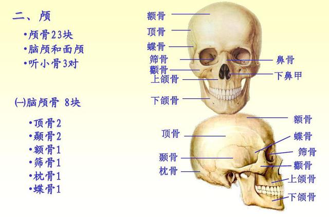 人体解剖学运动系统之颅骨(1)