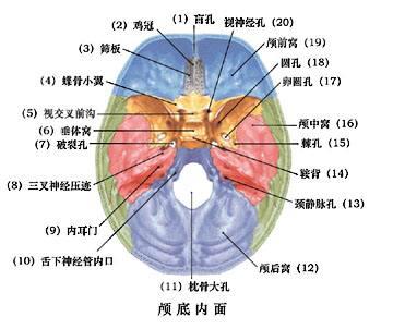 人体解剖学运动系统之颅骨(2)