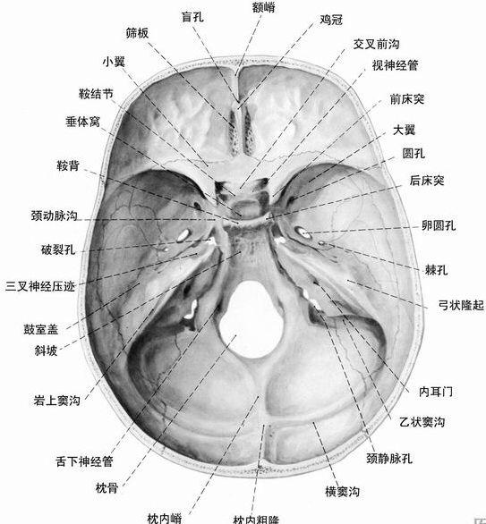 人体解剖学运动系统之颅骨(4)