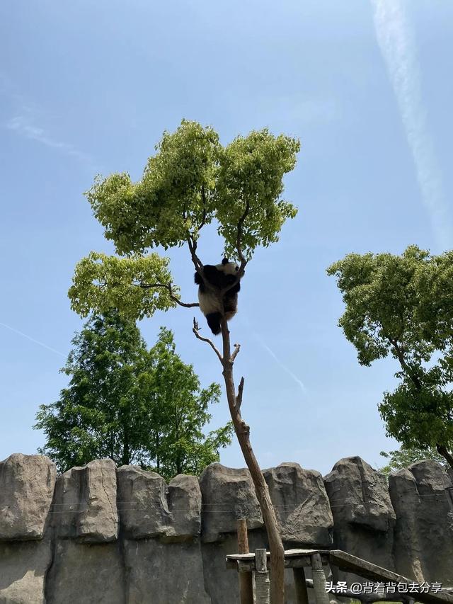 上海好玩的景点（上海必游的十大景区）(4)