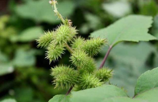 植物怎么传播种子（植物传播种子有哪些方法）