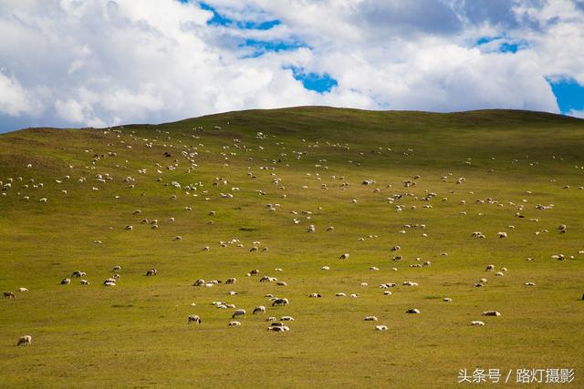 内蒙古草原旅游（去内蒙古大草原旅游）(11)