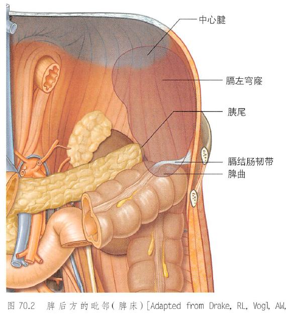 肾脏解剖结构图（解剖丨脾肾上腺泌尿生殖发育）(3)