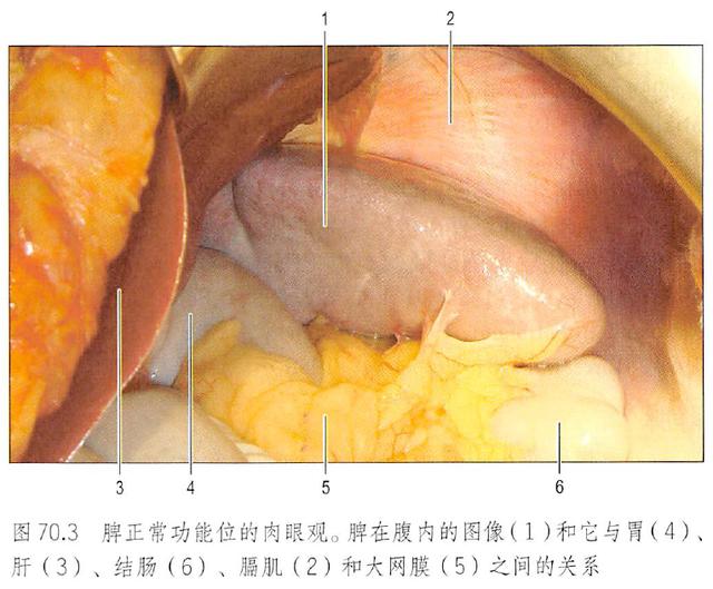 肾脏解剖结构图（解剖丨脾肾上腺泌尿生殖发育）(4)